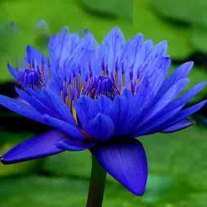 Blue Water lily Flower 